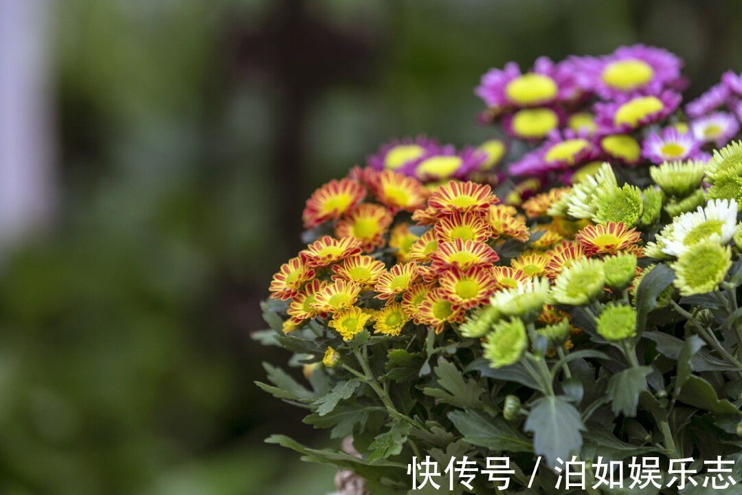 4种比长寿花还漂亮的花卉，花期270天，鲜艳美丽，花友首选