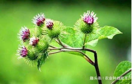  牛蒡有“东洋参”的美誉，营养丰富，掌握四点，种出优质的牛蒡