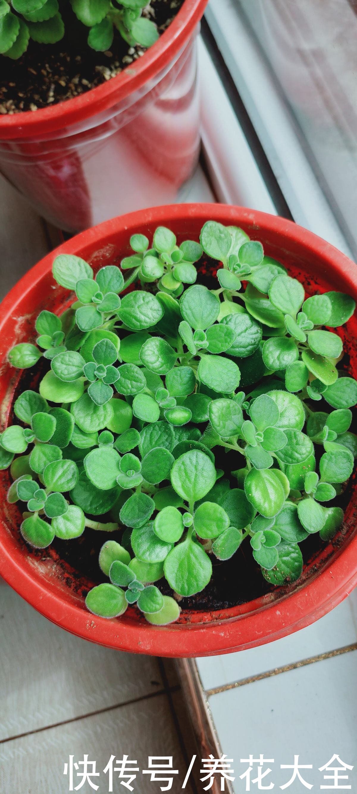 紫米粒|沾土就活的花，叶子掉土里，呼呼蹿出小肉芽