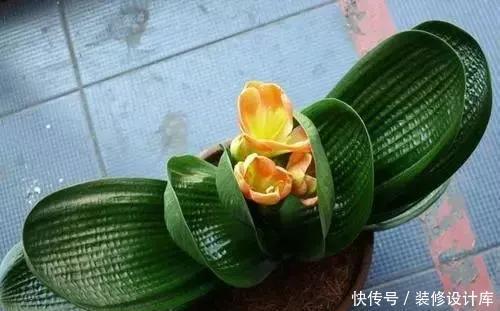 养君子兰,就用4种药,只需埋在花盆中,花剑冒不停,叶绿花还旺