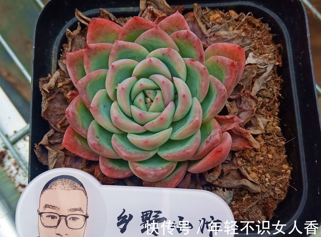 多肉“浸盆式”浇水的利与弊,你知道吗?赶紧来看一下吧