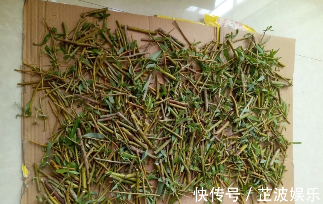 绿萝浇啤酒,文竹来勺糖,1个月嗖嗖长2米!