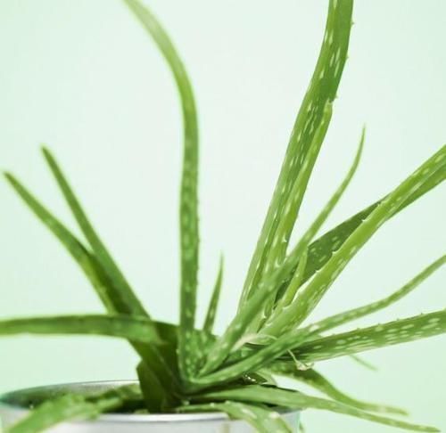 身体|家里万万要养这几种植物,对家人身体越来越好