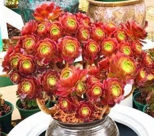 【多肉盛宴】你还傻傻的分不清法师品种吗百合莉莉属于法师