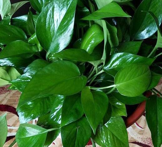 养花|想要自制肥养花降低成本,该如何操作学4招变废为宝省大笔钱