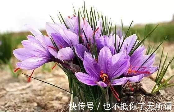 龟甲牡丹|世界上最名贵的花,一盆就是一座房子!