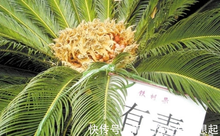 数据库|漂亮的有毒花,认识20种“大毒花”,涨知识不吃亏