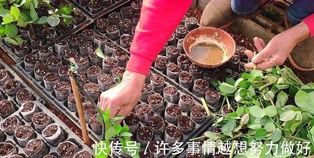 太阳花|5种花开完后，剪下的枝条不要扔，活性高适合扦插，一插一大盆