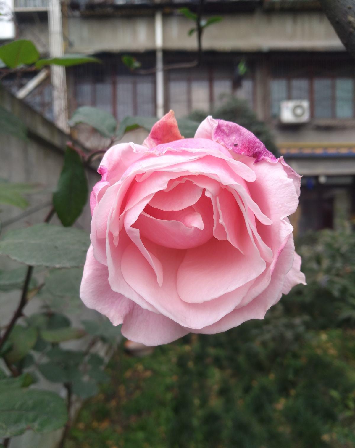 院子里种6种花,开春能开上千朵,院子变花园