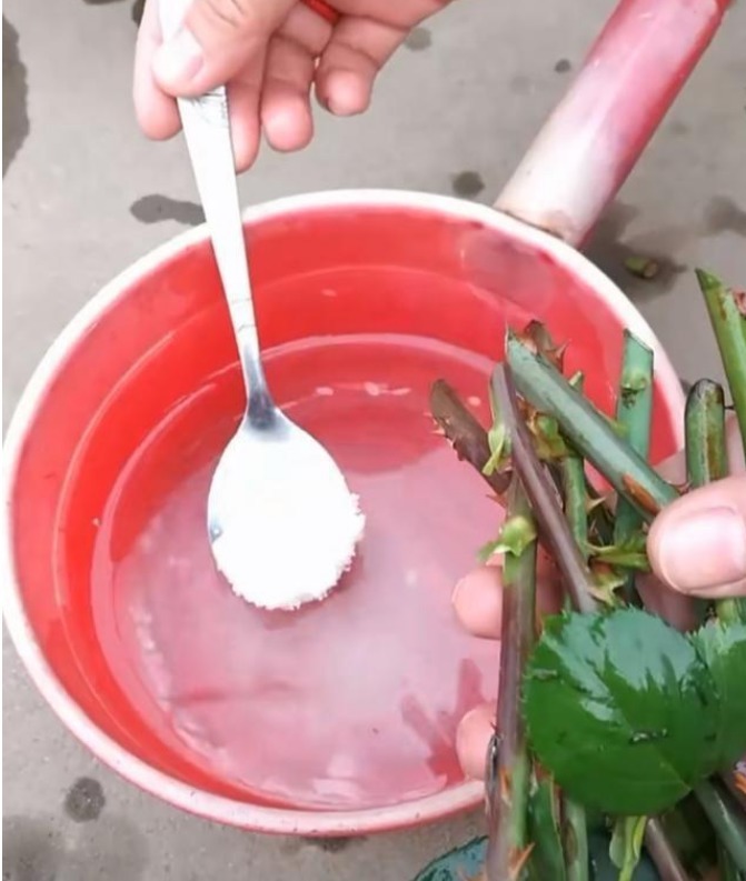 生根剂不用买家家都有的“小东西”,自制生根水,10天冒白根!