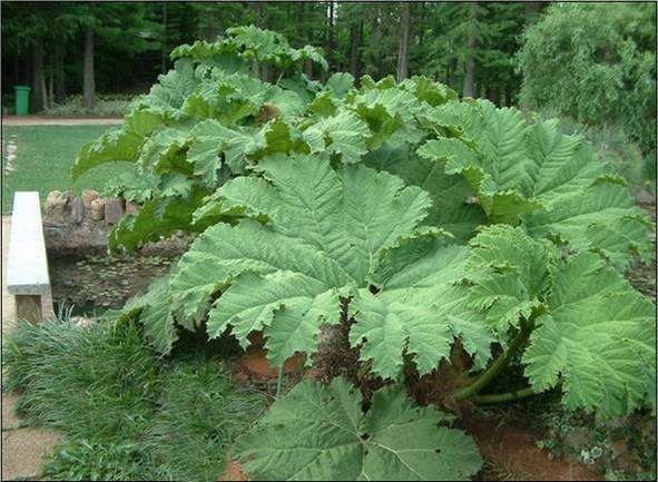 阳台|世界最大的叶子是它,1片能给10人遮雨,阳台种一盆就挤爆!