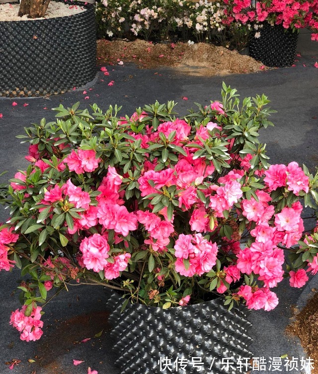 8种“洋气花”，天冷别喷水，不然黄叶、掉花苞，越养越难看