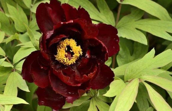 新手养花,不如养盆花中精品“初乌”,亲切妖娆,花姿清雅