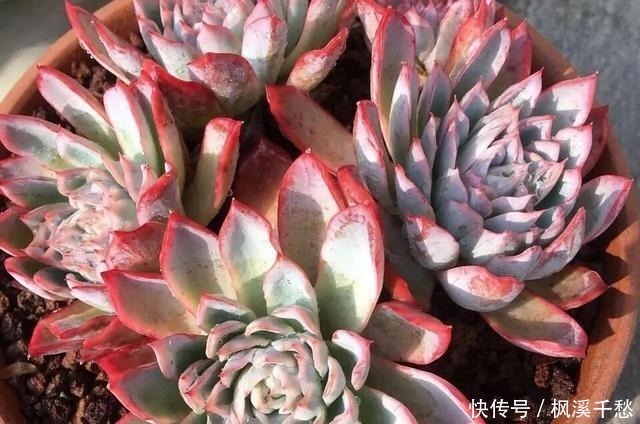 多肉|多肉中的5朵“金花”,价格贵点也愿意买,新手养起来都上瘾!