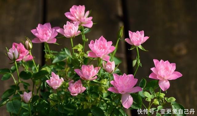 世界名花“天荷繁星”,花美似荷花,阳台养一株,四季有花看!