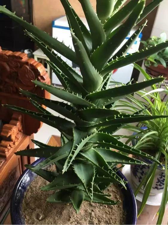 养芦荟,掌握3个“方法”,几年就能养成“树”,主干胳膊粗