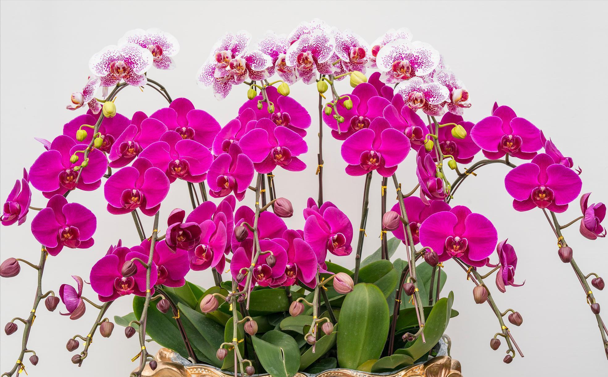 通风换气|蝴蝶兰不开花,剪上“三刀”,新芽不断冒,根茎壮“开花旺”