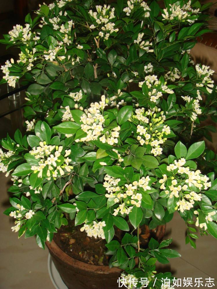 盆栽|晚上失眠,就养“这花”,香味扑鼻,一觉睡到天亮,别不养