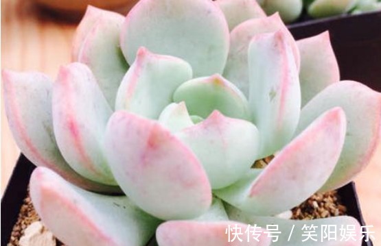 玉蝶玉蝶|喜欢养菊花,不如养护7种多肉植物,往阳台上一放就能爆盆