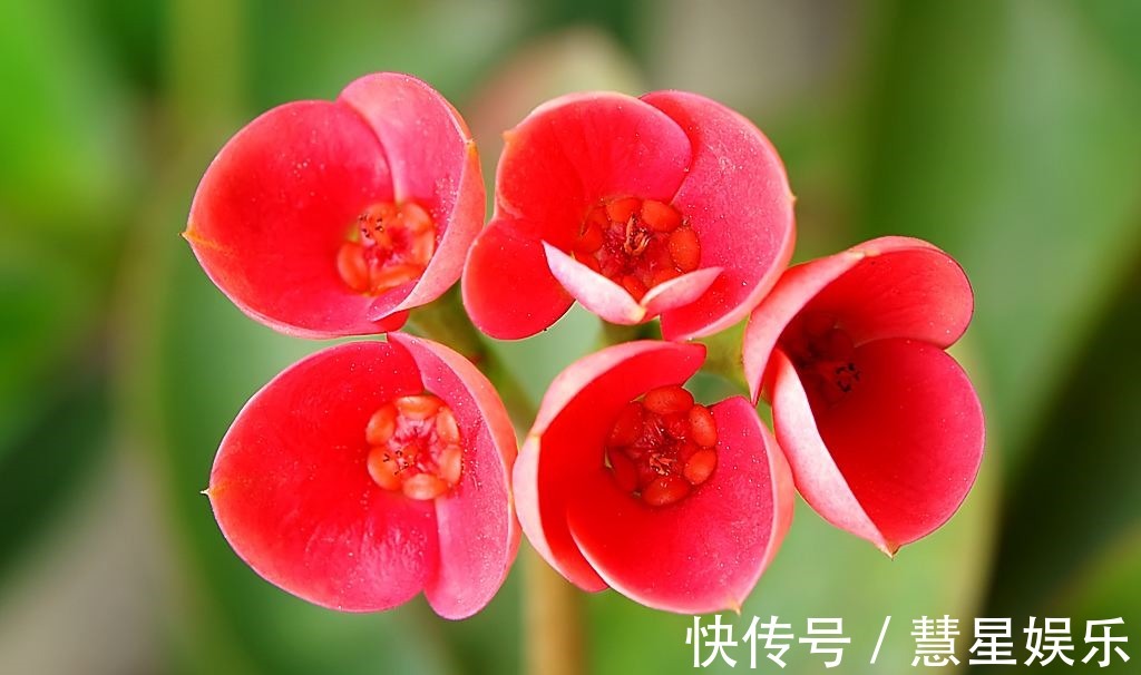 给大家介绍几种适合新人种植的花,不需要怎么打理,而且四季开花