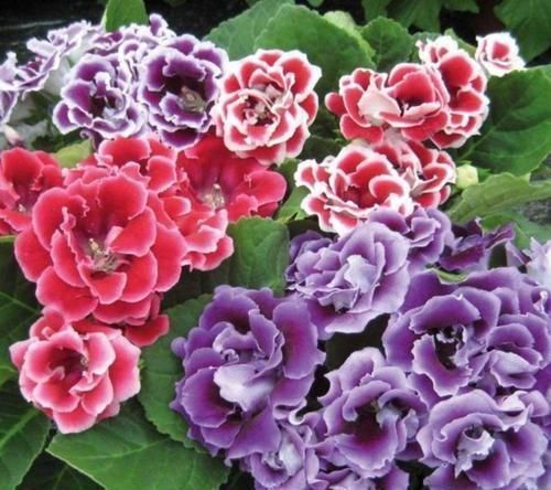 富贵又招财的几种花，鸿运当头，添福添财，从年头旺到年尾