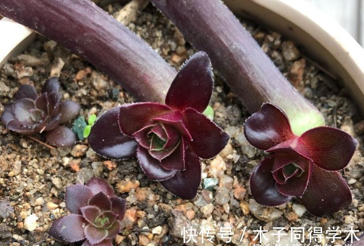 四海波|想叶插这些多肉的肉友别浪费时间,因为迄今为止没人成功