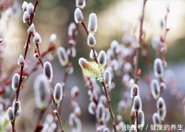 家有银柳,越过越有,这种春节畅销花,有2种打开方式!