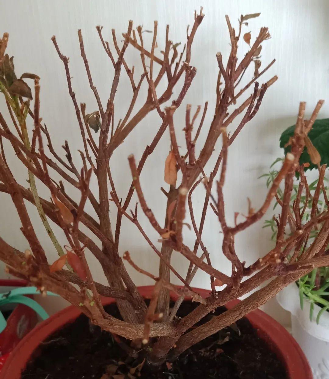 花苞|公认难养的花，养一盆死一盆，从来没有养活过！