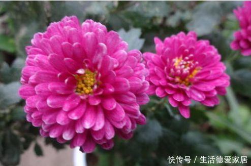 院子里养四款花，开花春意盎然，仙气十足，超美的