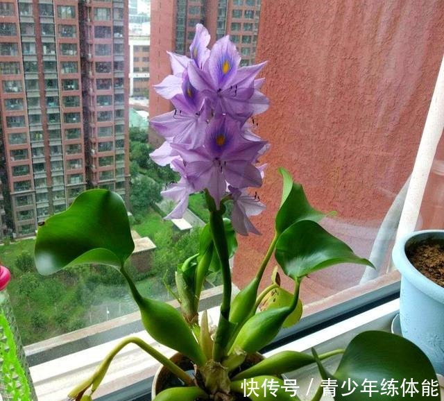 比荷花还漂亮的浮生花，漂到哪就长到哪，生命力太强悍