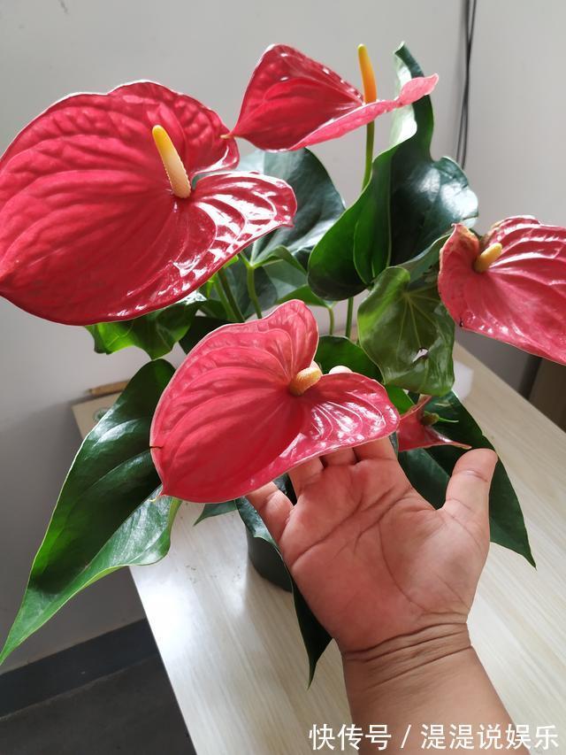 红掌|养红掌,3点“小技巧”,拒绝黄叶烂叶,花儿红彤彤,四季花不断