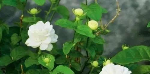 茉莉花有4喜,了解掌握,开出层叠群花,满屋都是花香