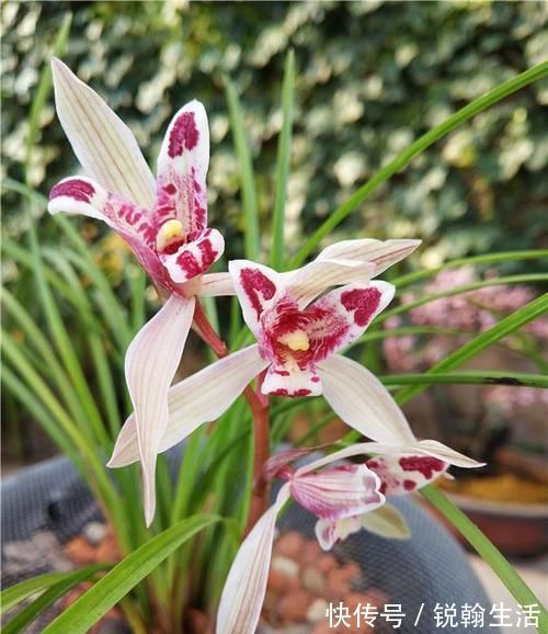 叶奇|曾被抢购一空的兰花，以前一苗值千金，现在几块钱，花型独一无二