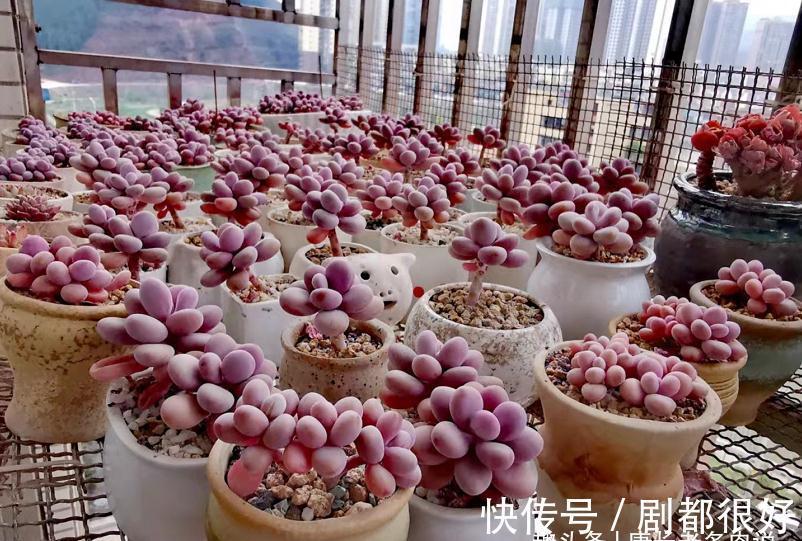 想打造多肉十里桃林？别只盯着桃蛋，此8个品种也许更合你的口味