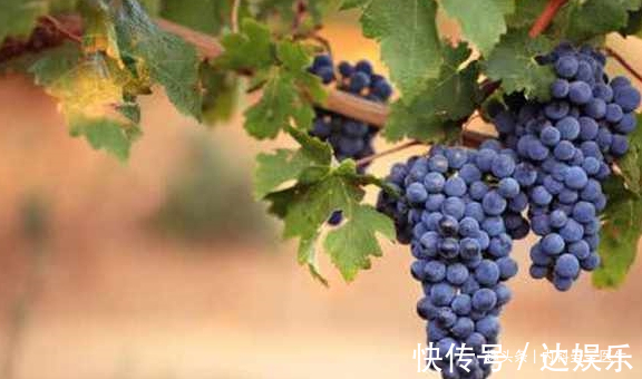 猕猴桃|女人吃猪皮能补充胶原蛋白不如常吃4种食物,抗衰老还不易发胖