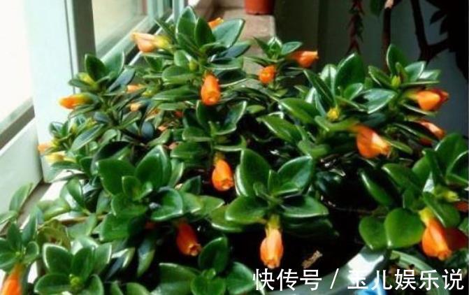 此款花卉便宜又好养，全年都能开花，天天有花赏！