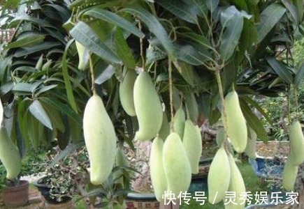 吃水果留“1勺子”,埋盆里,10天成盆栽,来年果子挂满树!