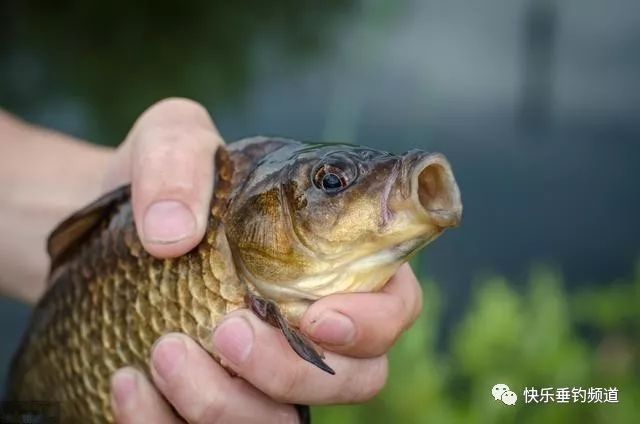 钓友|鲫鱼钓了58余年,总结了这套顺口溜,学会包你百钓不厌!