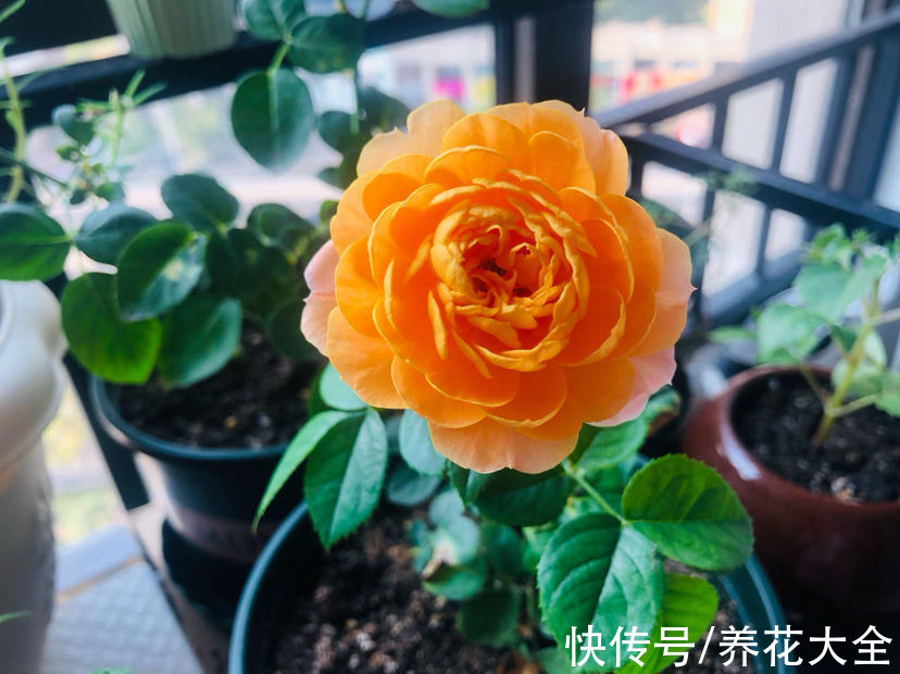 金丝雀|10种常见月季花图鉴，不要再问别人了，自己收藏慢慢看