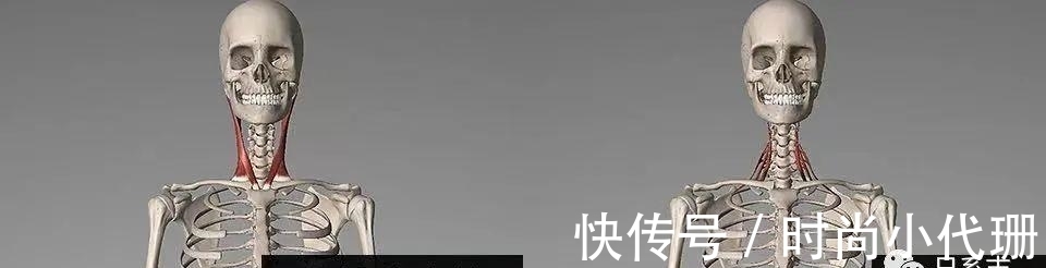 谣言|关于斜方肌的谣言,适可而止吧!