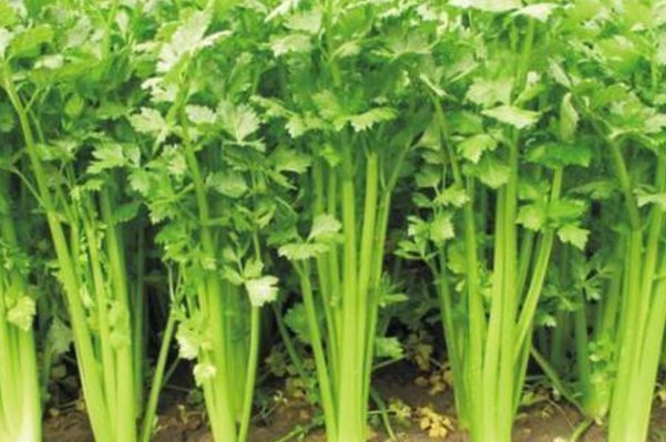 兔肉|芹菜的“死对头”，两者不能一起吃，尤其最后一种，早知道早受益