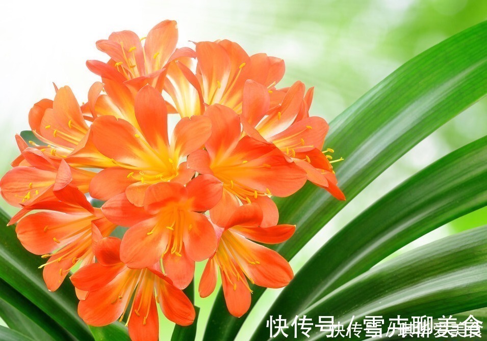 浇水|“春不出,夏不晒,秋不干,冬不湿”,君子兰的四季莳养