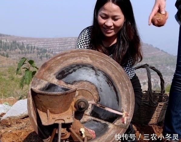 你见过农民在山里剖晒地瓜干吗？地瓜干有哪些用途？