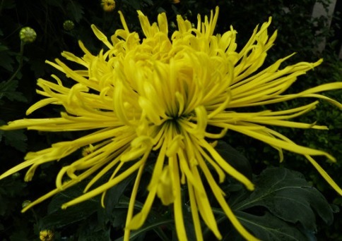 喜欢养菊花,不妨养盆菊中珍品,似雪中美人,凌寒傲放,艳丽多姿