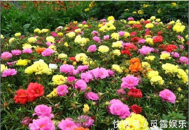 家有小院,养几种“不死花”,年年不用管,花开绚烂,延绵不断