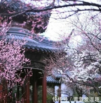 庭院种什么树最吉利,还好看?