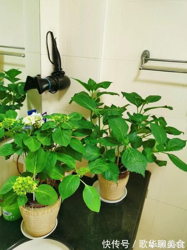夏天养花,这个地方千万别摆,否则3天死翘翘