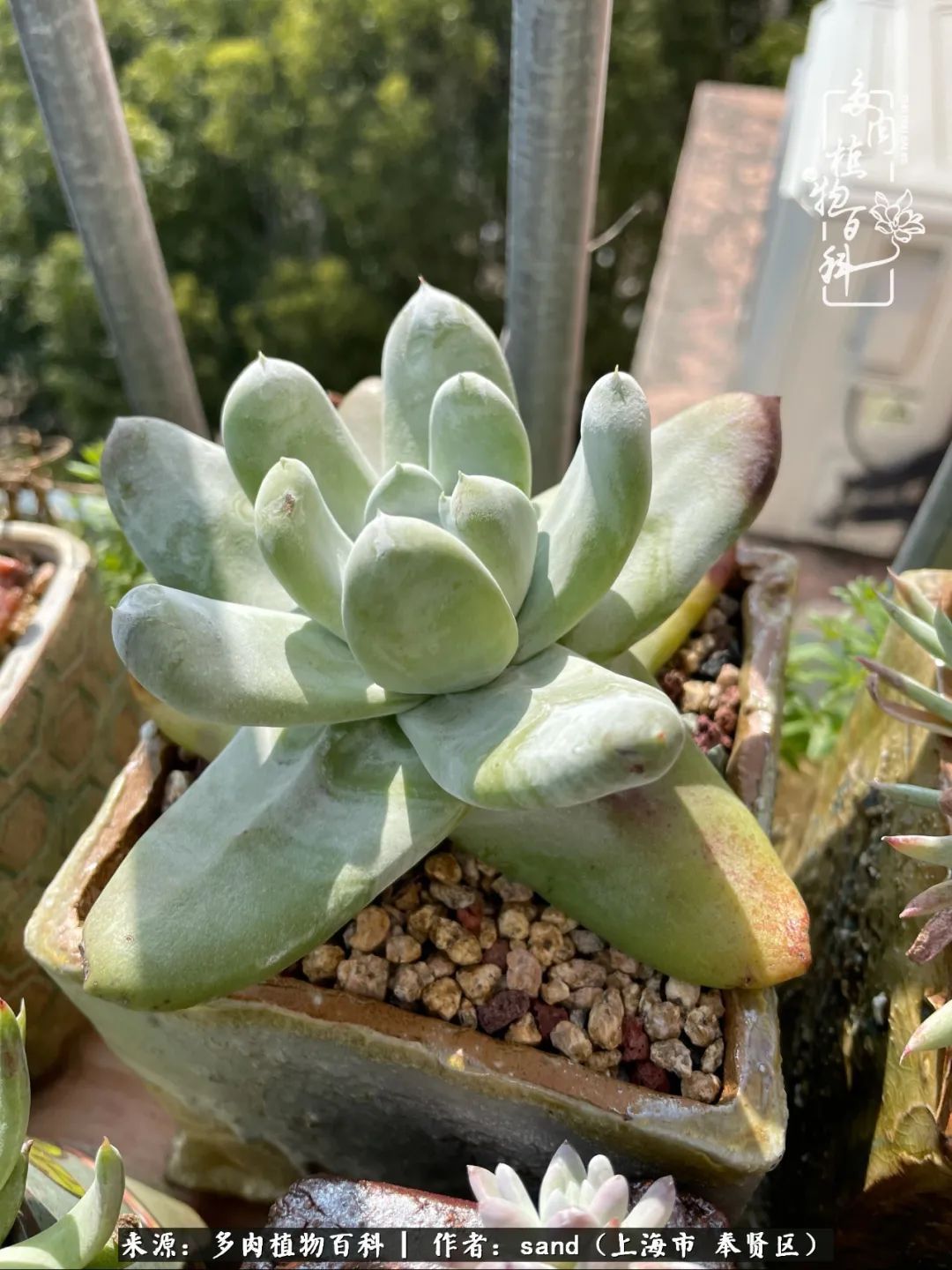 带着200多盆多肉，三个月搬两次家，是一种怎样的体验