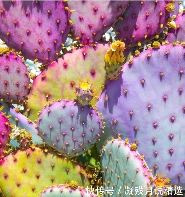 仙人掌很常见,但是这么美的还是第一次见!好想养几株!