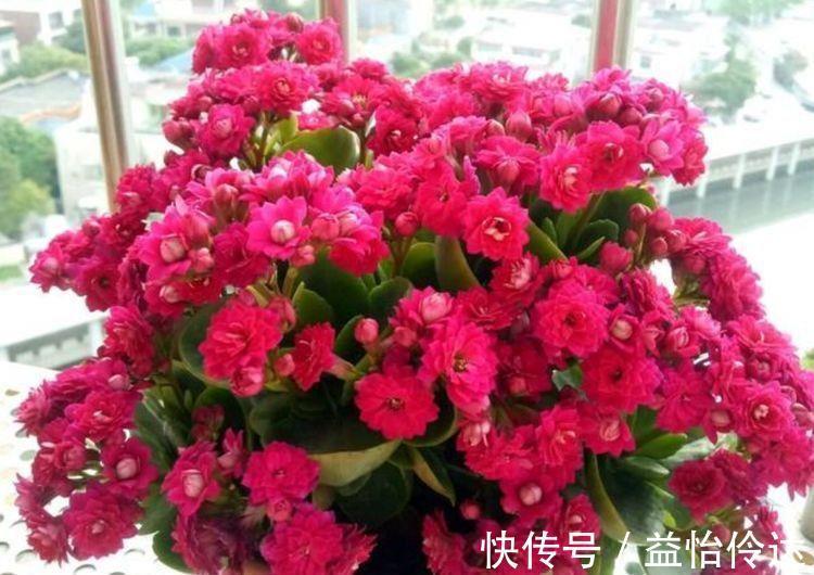 花蕾|几款花卉,花大色艳胜玫瑰,四季有花开,花香四溢飘满屋